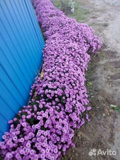 Астра новоанглийская- зарезервирована