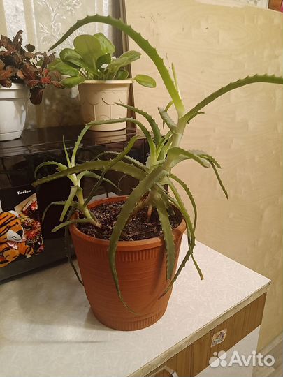 Алоэ столетник