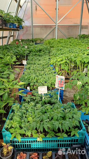 Рассада разная