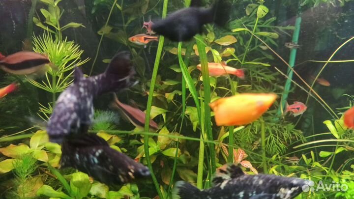 Аквариумные растения