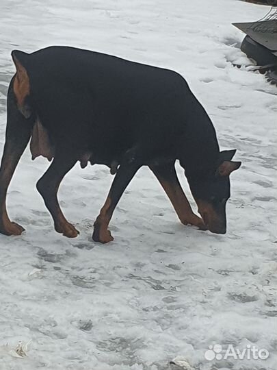 Щенок добермана