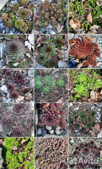 Молодило садовое Отелло, дракон, салатовые