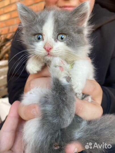 Кошки в добрые руки