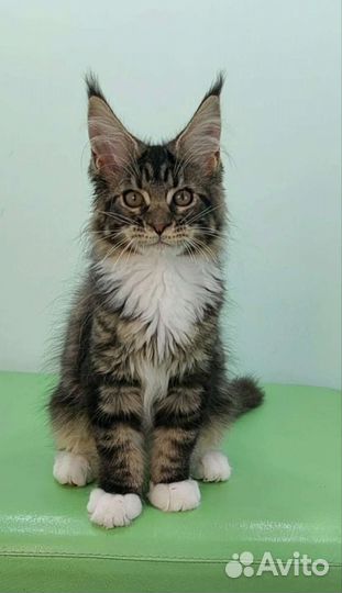 Котята мейн-кун