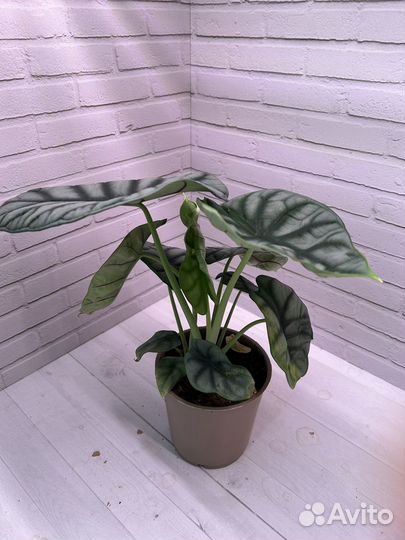 Алоказия Серебряный Дракон (Silver Dragon)