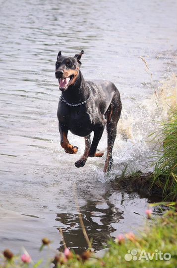 Передержка животных