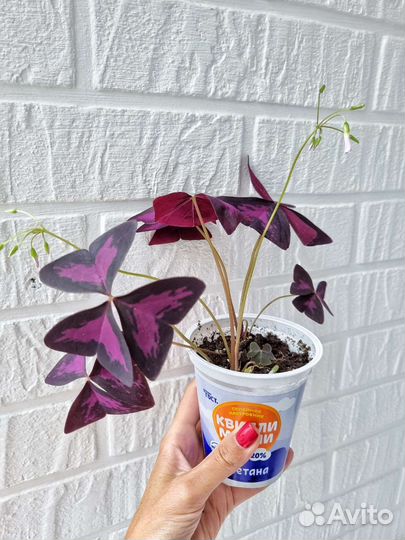 Оксалис / кислица / бабочка