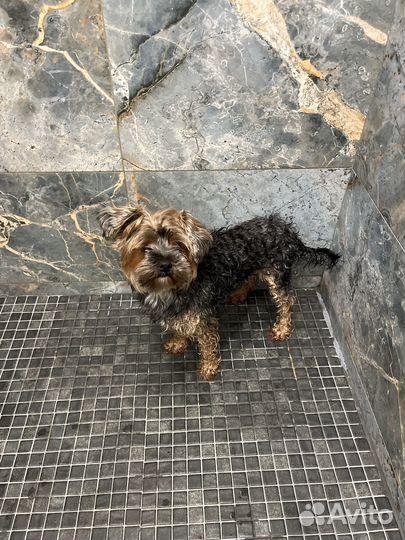 Мытье собак