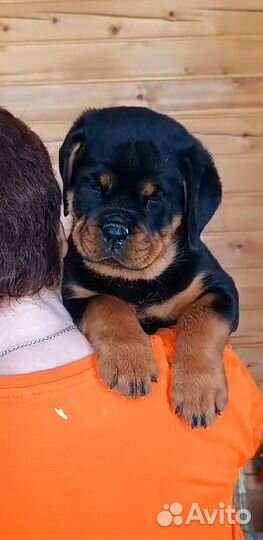 Щенки ротвейлера от родителей чемпионов