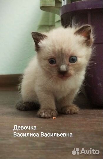 Кошка в дар бесплатно