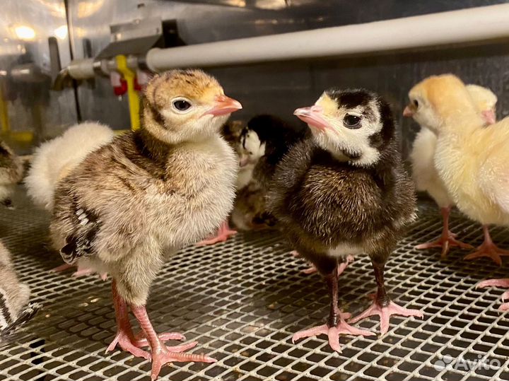 Индюки северокавказские. Индюшата и и/я