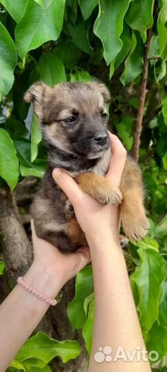 Щенки от маленькой собачки