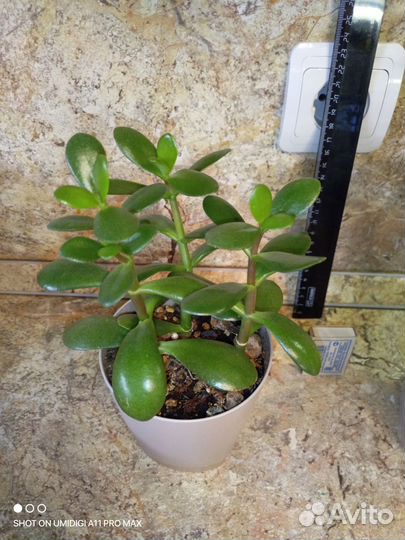 Толстянка, хавортия и др