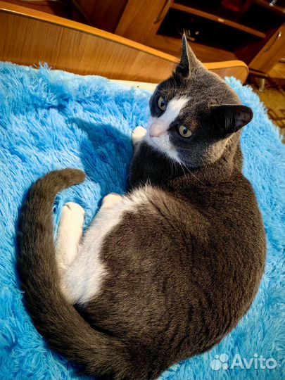 Отдам в добрые руки