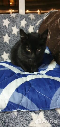 Черный котенок мальчик