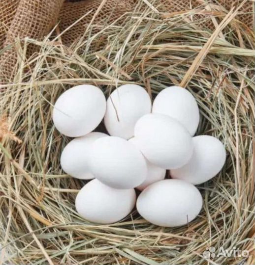 Пушкинская кучинская и легорн