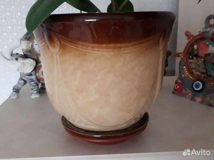 Фикус крупнолистный