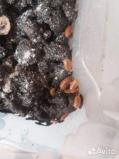 Улитки,мокрицы Porcellio laevis Orange