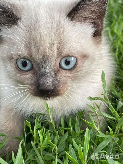 Отдам сиамских котят в добрые руки