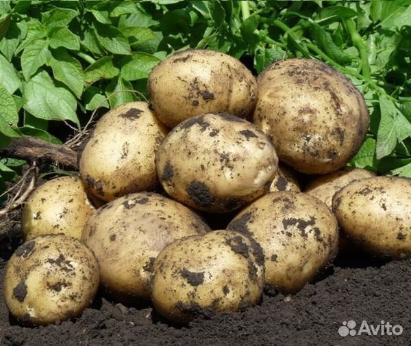 Деревенский картофель