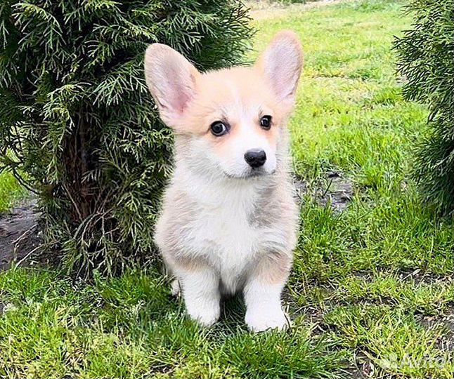 Вельш-корги пемброк щенки