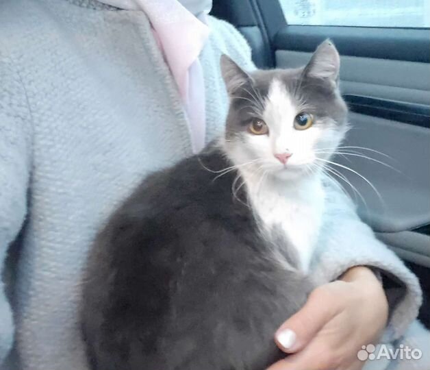 Кошка в дар бесплатно