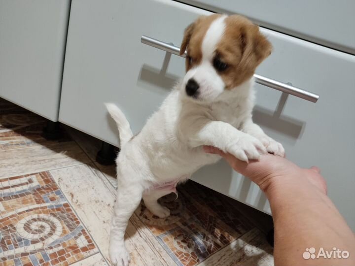 Отдам щенка в добрые руки
