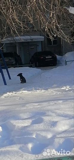 Собака