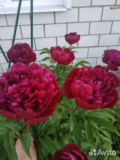 Рябчики императорские