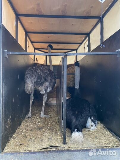 Конеперевозки