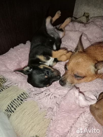 Той-терьер щенки