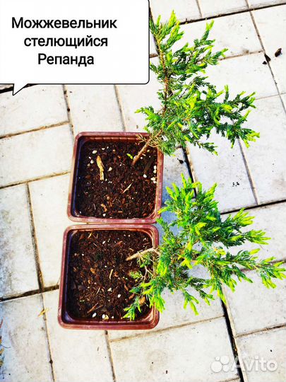 Туя, можжевельник, ель голубая