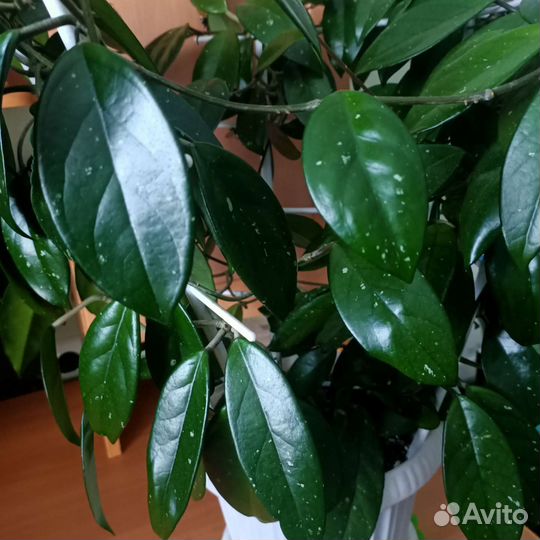 Хойя вечнозеленая