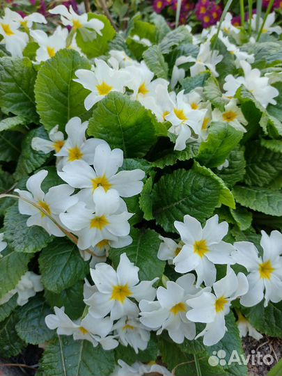 Примула и многолетники