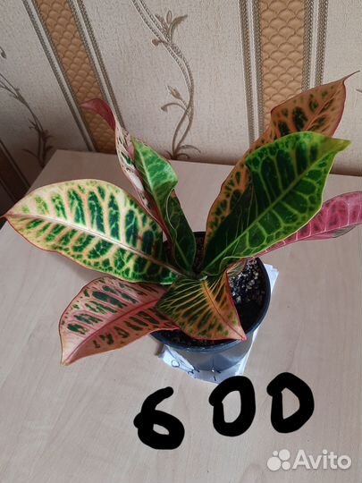 Продаю разные комнатные цветы