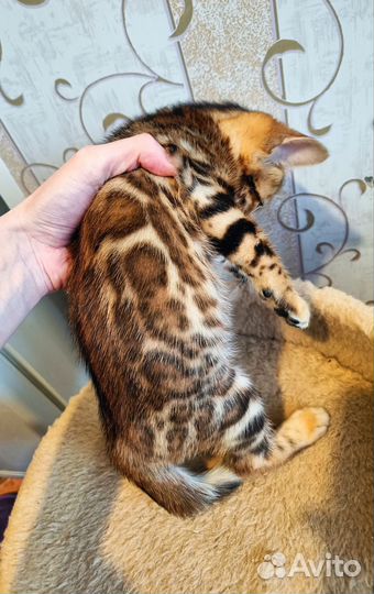 Бенгальская девочка, бенгалы