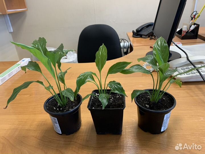 Комнатные цветы пеперомия, спатифиллум