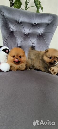 Мини померашки