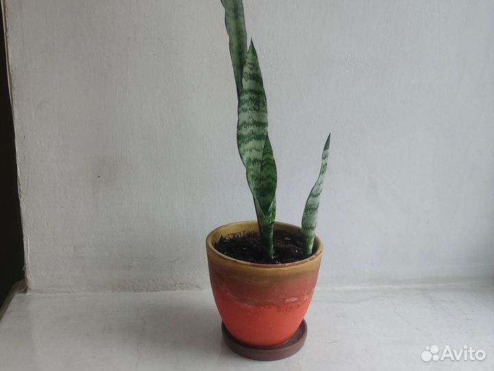 Сансевиерия тещин язык