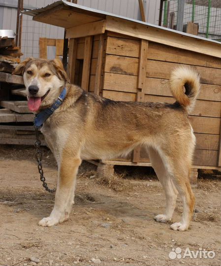 Собака в добрые руки