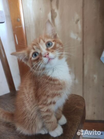 Отдам котят в добрые руки