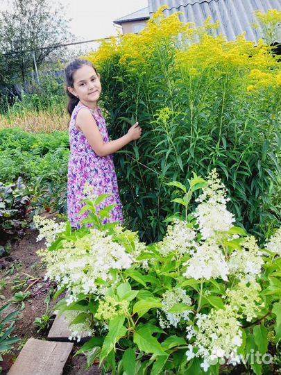 Золотарник канадский