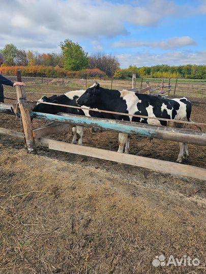 Продам бычков