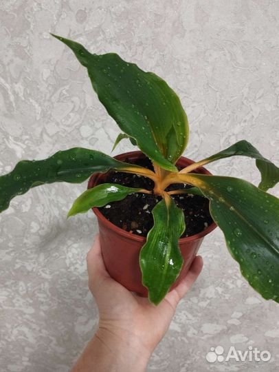 Хлорофитум Оранж Мармелад