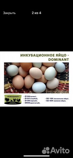 Куры молодки несушки петушки
