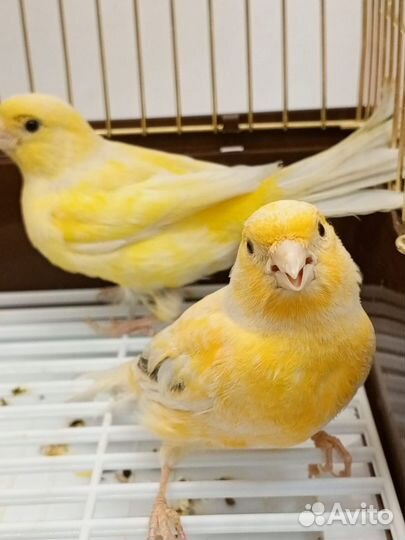 Кенар канарейка