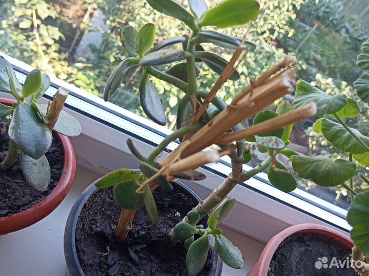 Денежное дерево толстянка