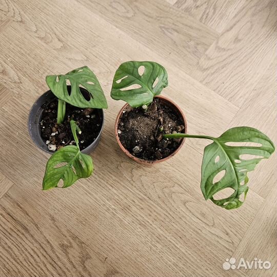 Рафидофора тетрасперма, минима монстера адонсона