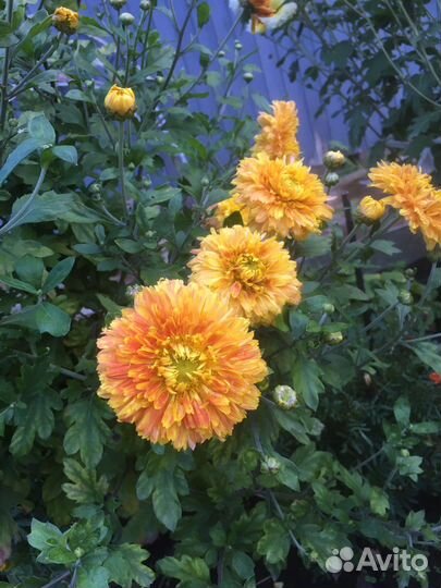 Продам хризантемы