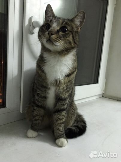 Домашнюю кошечку выкинули на улицу